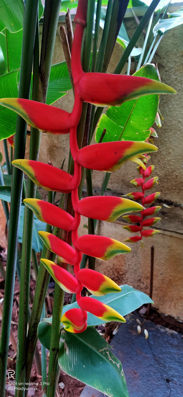 Nature's Beauty