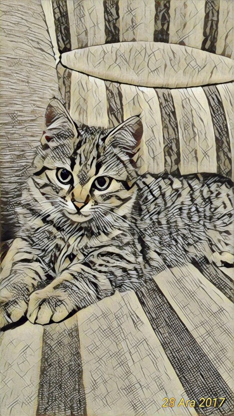 cat