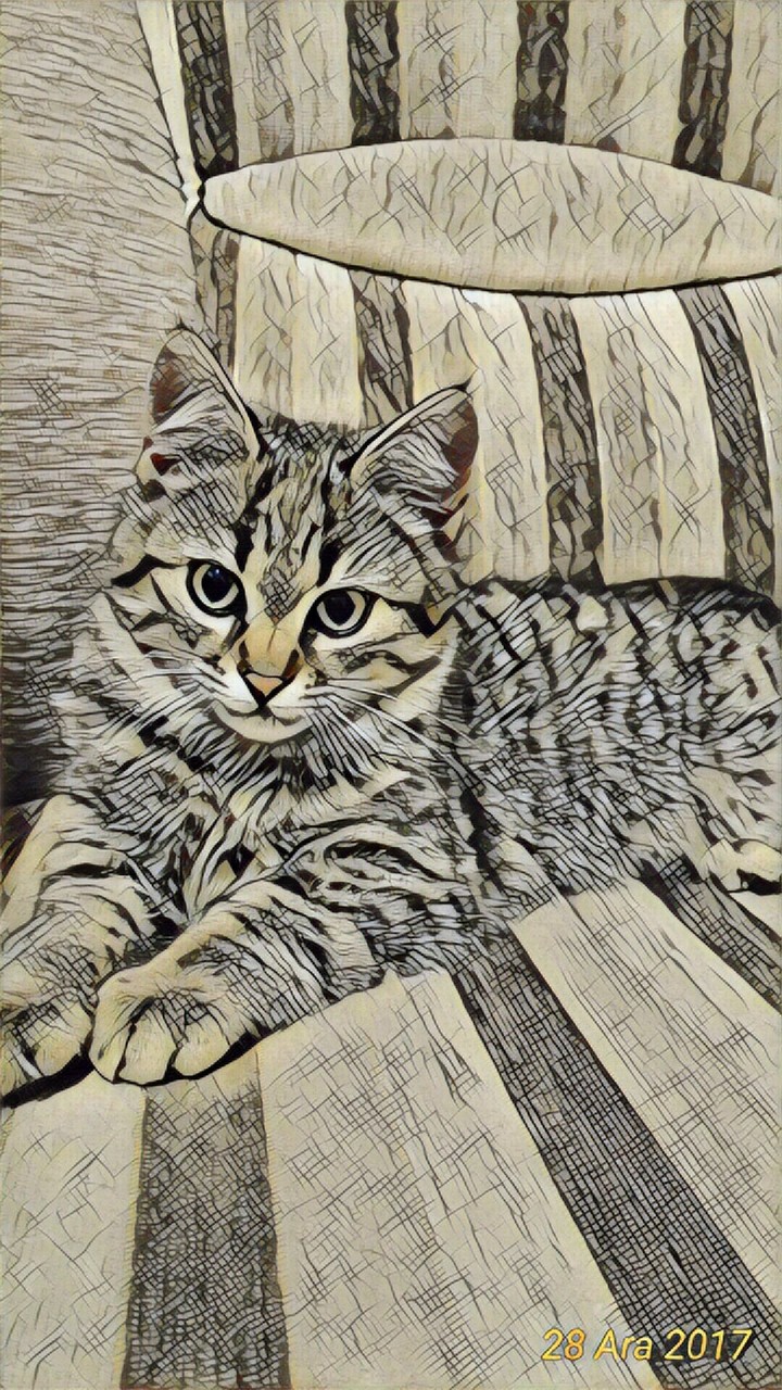 cat