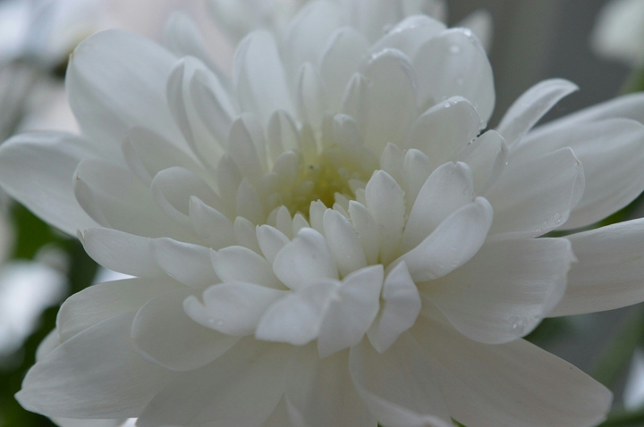 chrysanthemum