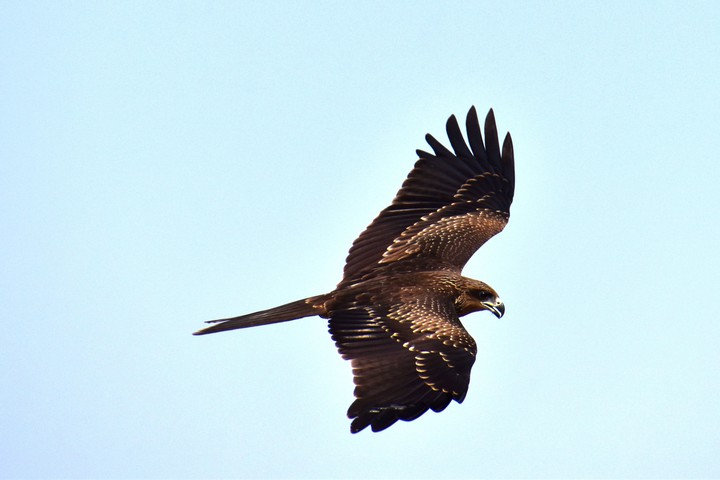 EAGLE  (RAJATSHARMANKS) copyright