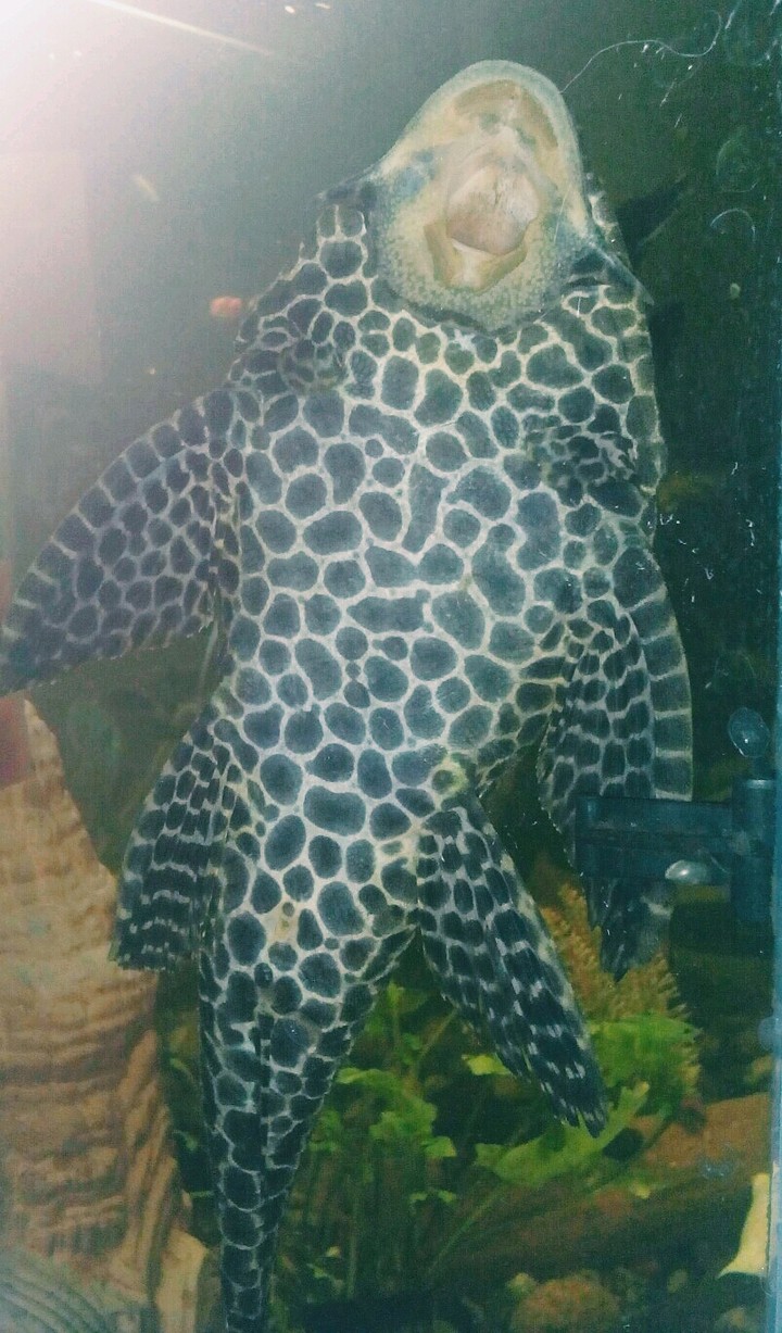 сомик
