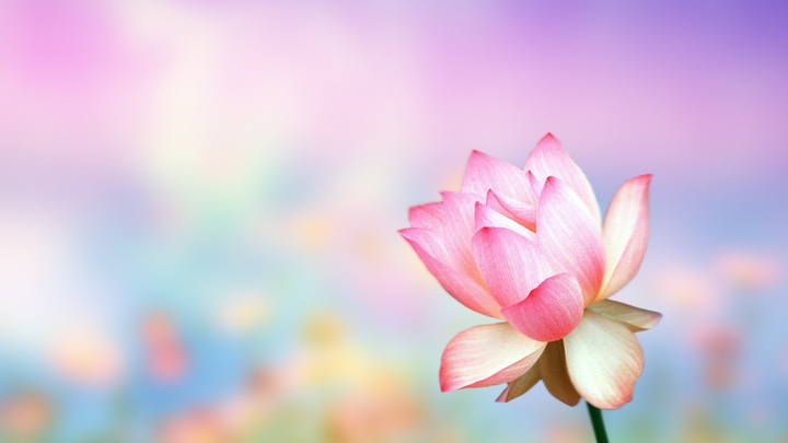 This Beautiful Flower is...