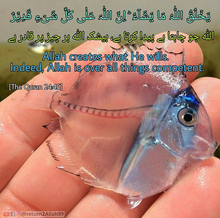 Creation