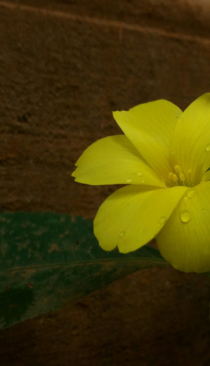 soft wet petals