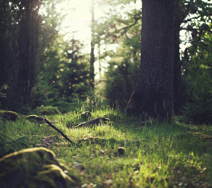 Wald