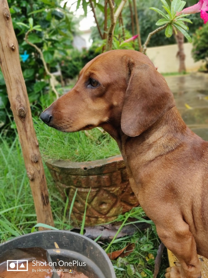Mickey _Rainy day _Not to step in the puddles..