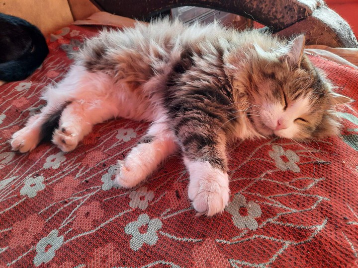 кошка