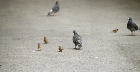 bird, wild háttérképek