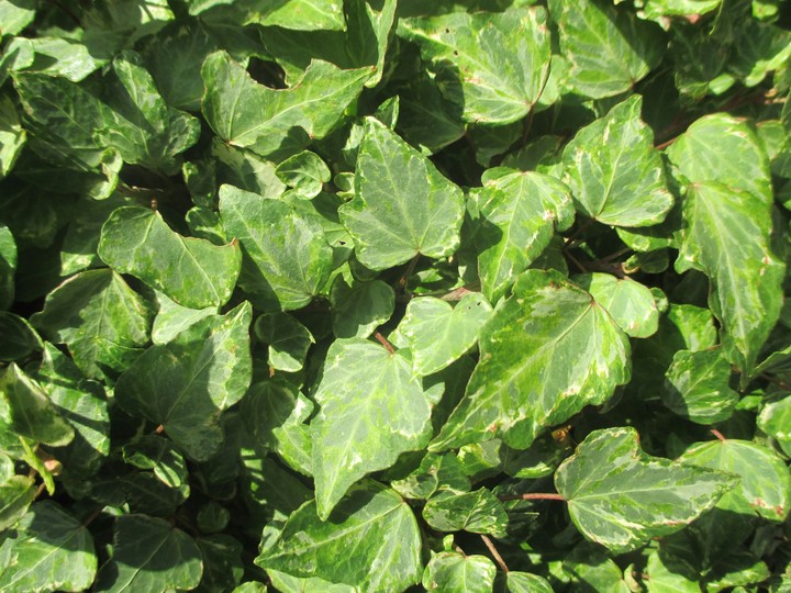 Ivy