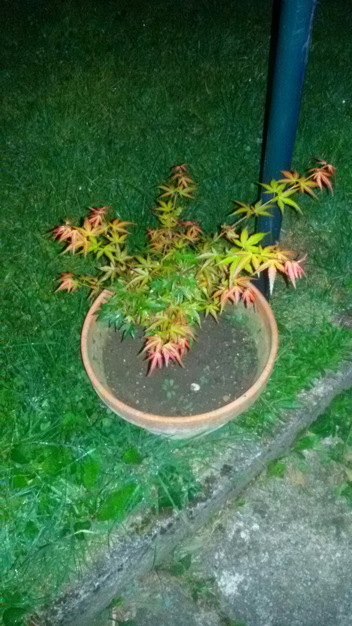 Ahorn bei Nacht