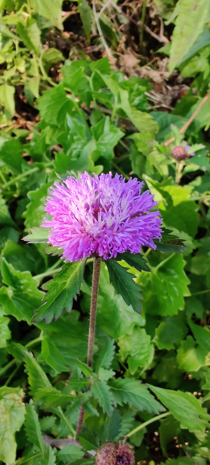 Violet