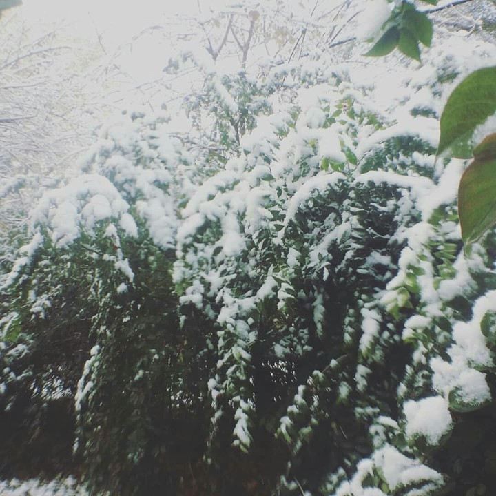 Winter wonderland