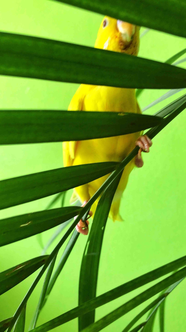 yellow bird