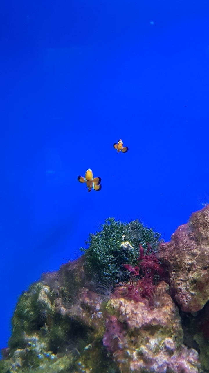 sea