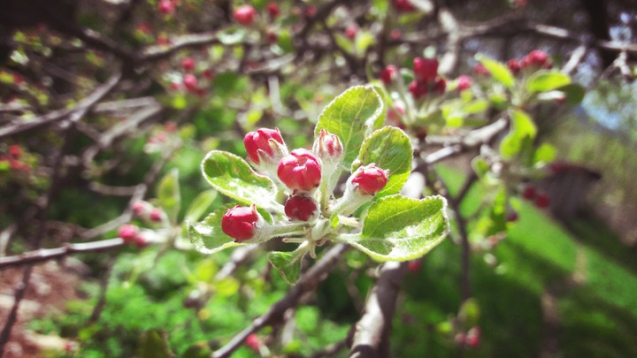 Apple blossom 