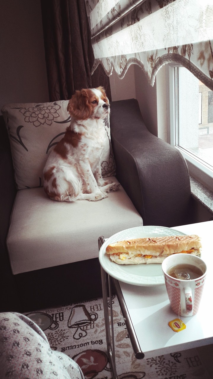breakfast with my #kingcharlescavalier #dog