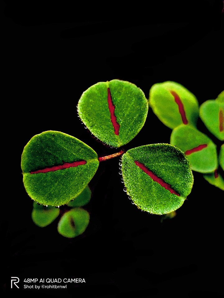 green plant??