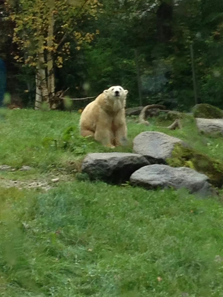 Noppy Hellabrunnen Tierpark