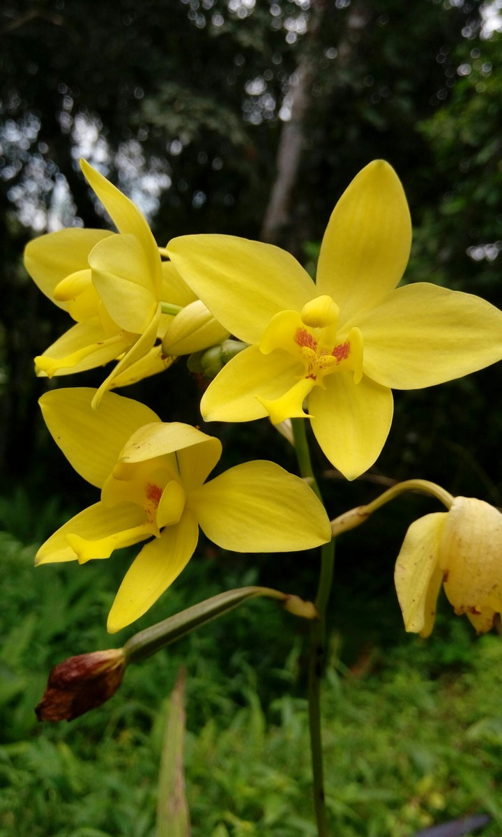 orchid