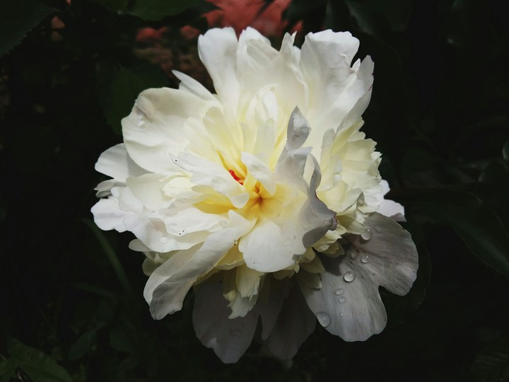 Peony flower