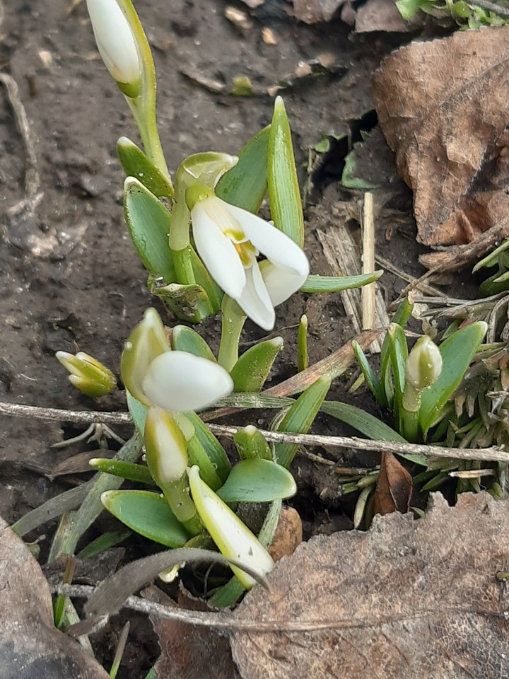snowdrops
