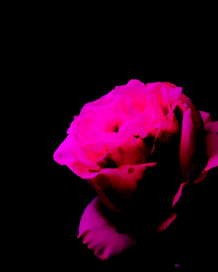 Pink rose