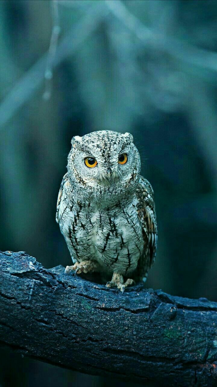 animal