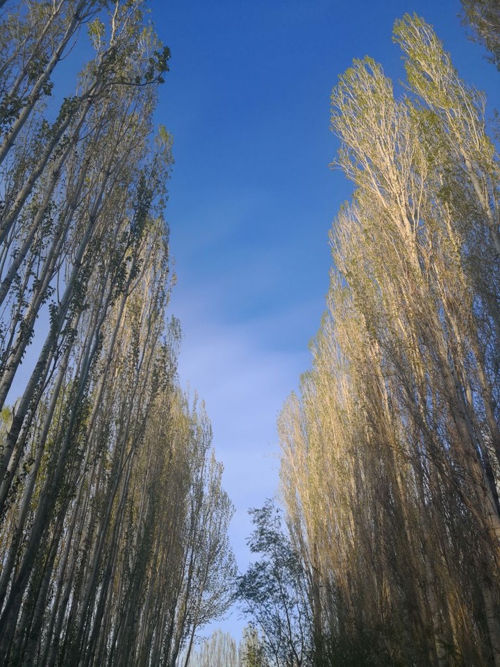 tree and sky