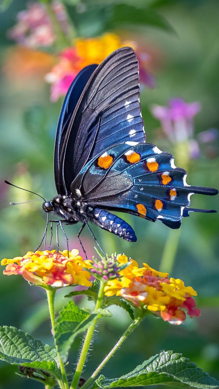 °•☆ FANTASTIC BUTTERFLY ☆•°