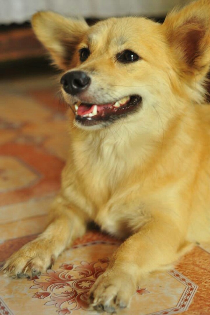 dog