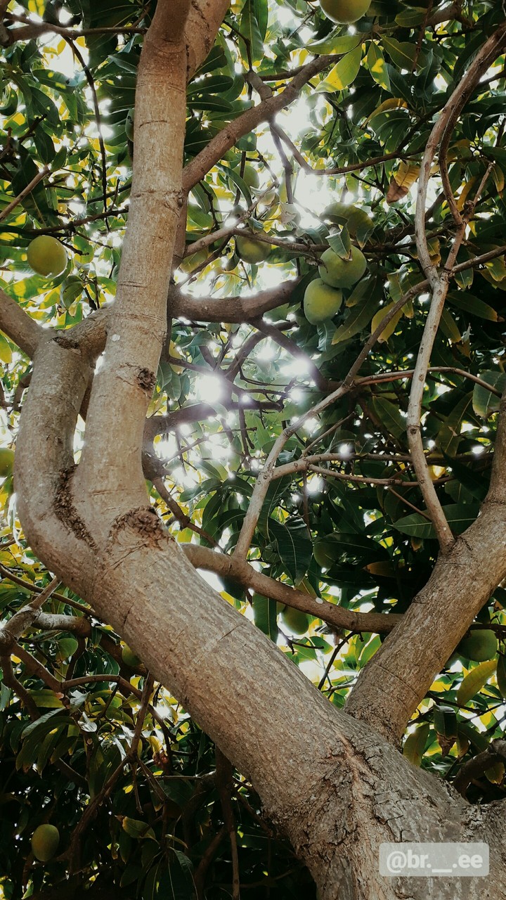 is this the magic far away tree?...