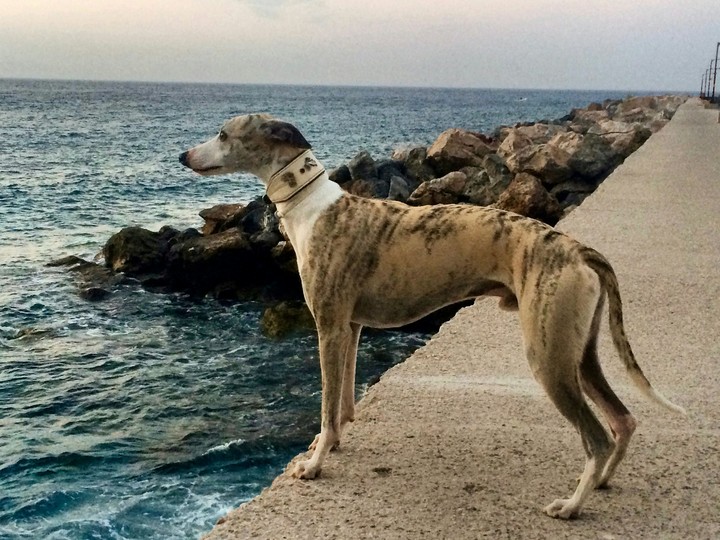 Gazing the sea