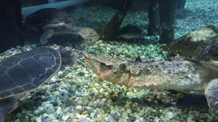 Turtles, Cape May Zoo
