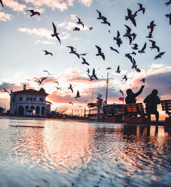 seagulls