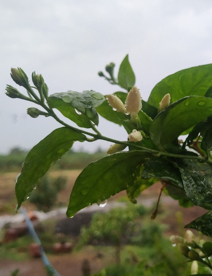 Rain