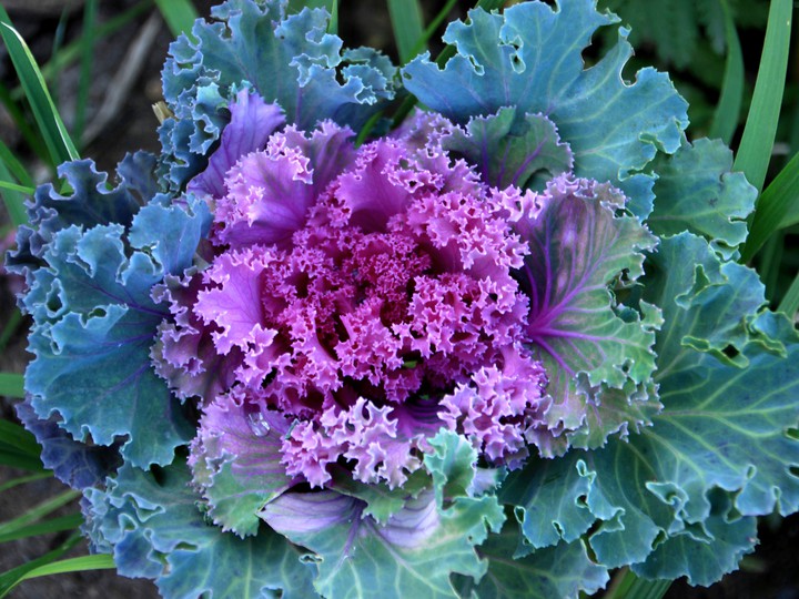 Decorative cabbage