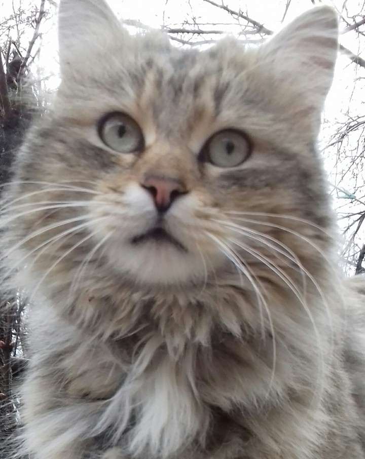 кот охранник