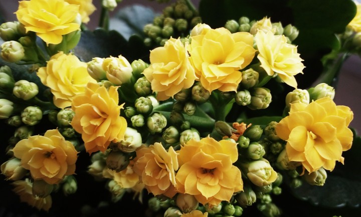 crazy yellow