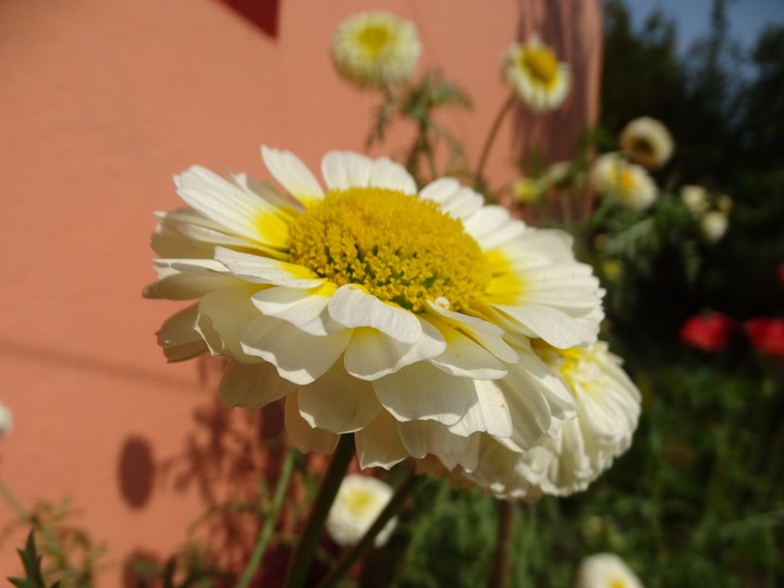 Flower.