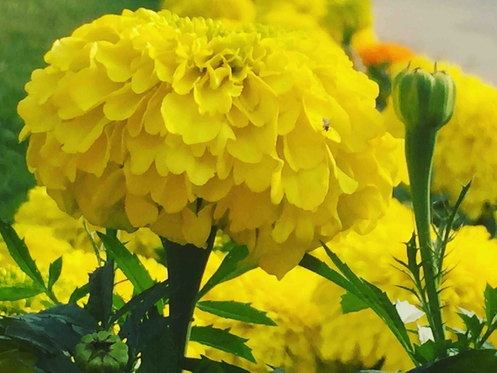 flowers