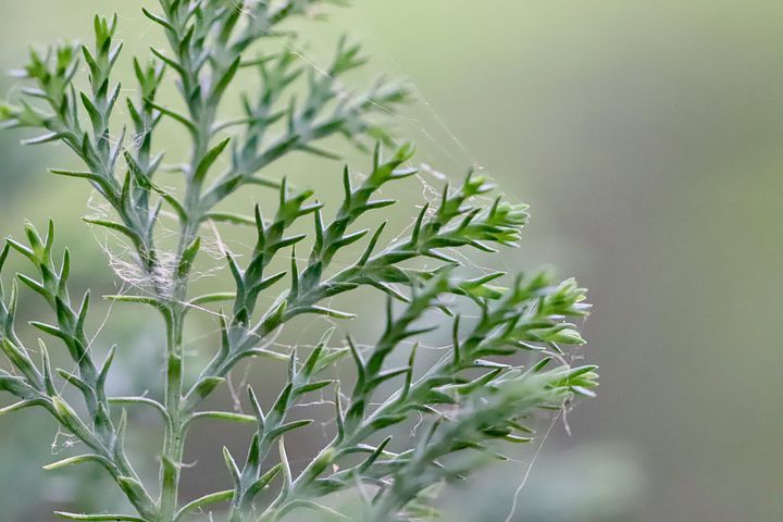 plant needles