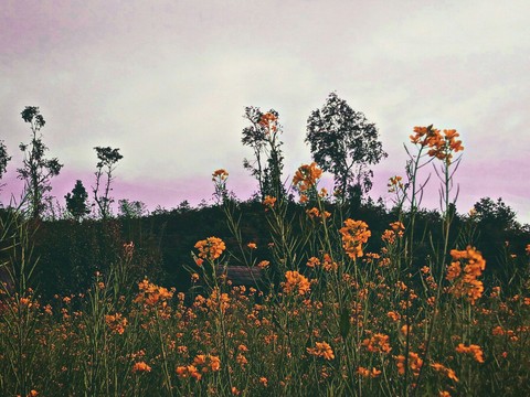 Valley