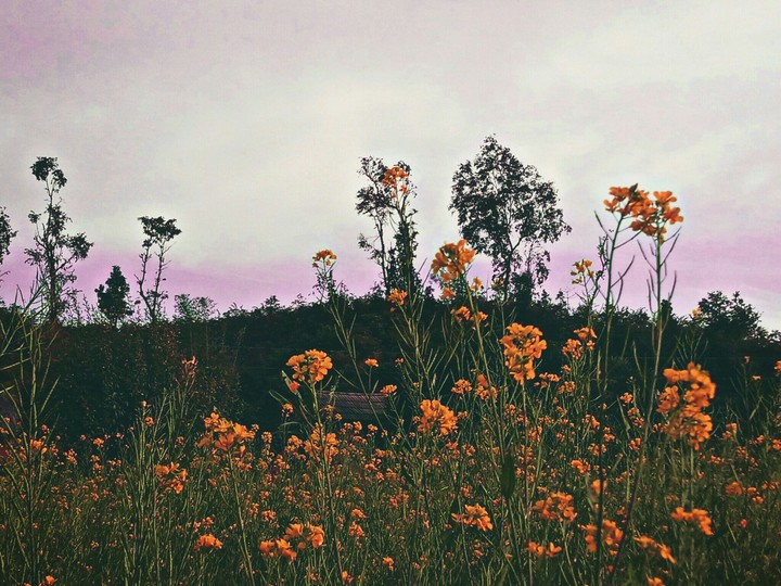 Valley