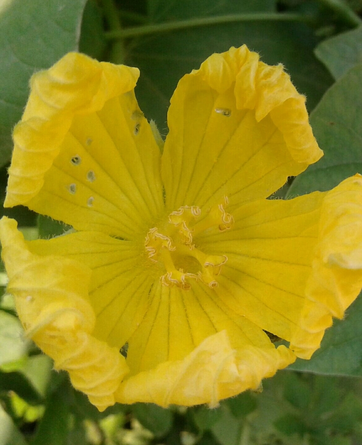 flower of pumpkin