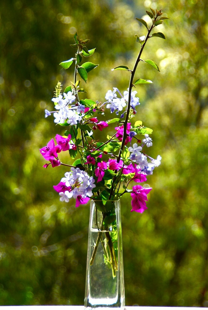 vase