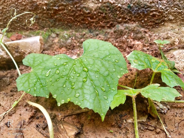 leaves