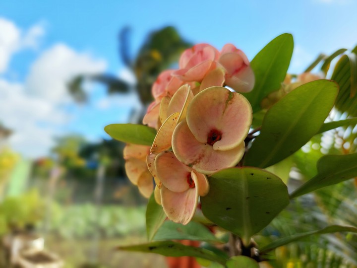 Flower