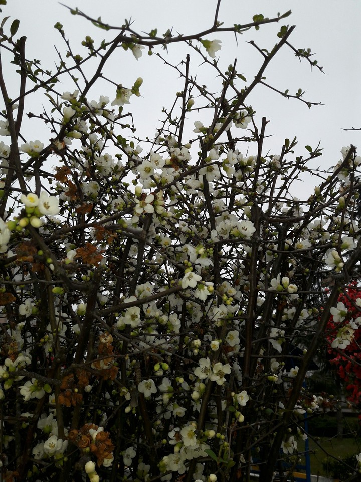 spring is coming