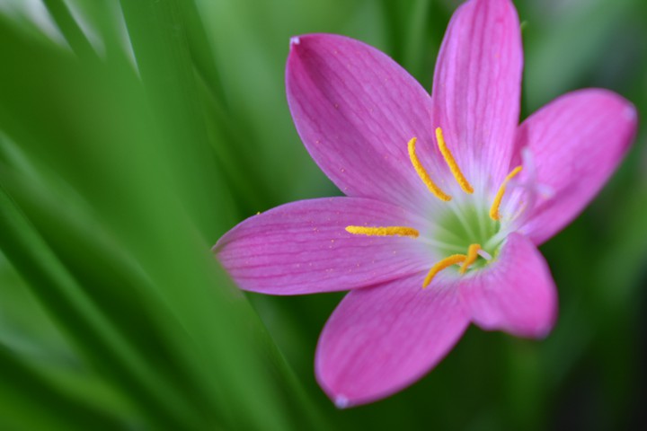 flower